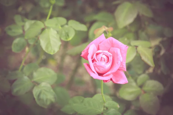 Vacker ros blomma — Stockfoto