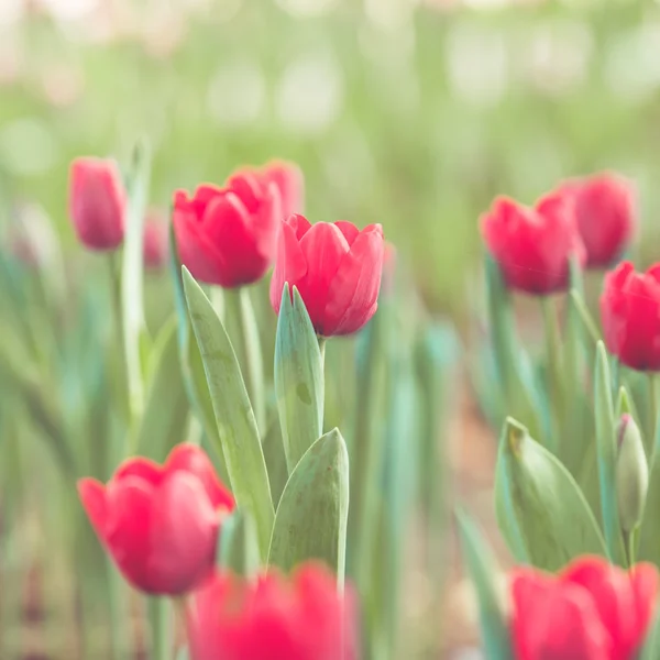 Тюльпан цветы в саду — стоковое фото