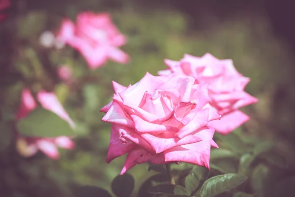 Vacker ros blomma — Stockfoto