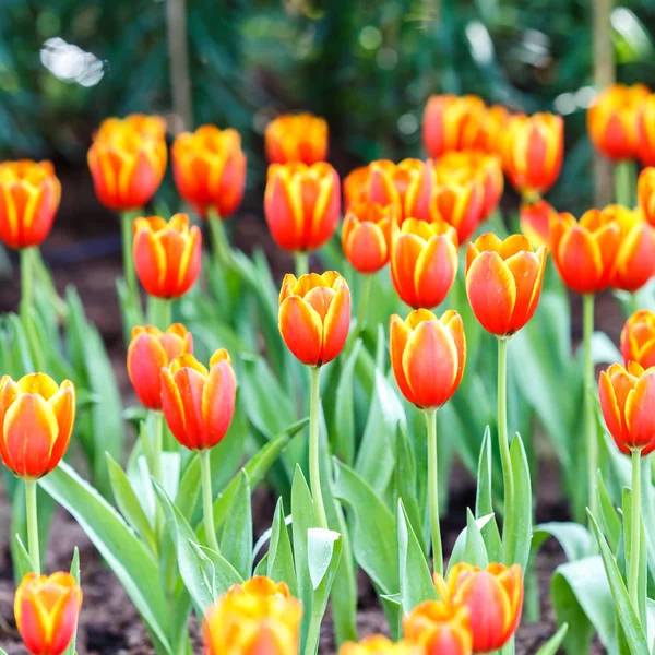 Fleurs de tulipes dans le jardin — Photo