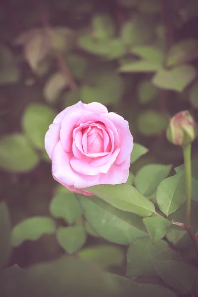 Vacker ros blomma — Stockfoto