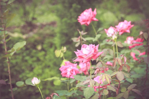 Vacker ros blomma — Stockfoto