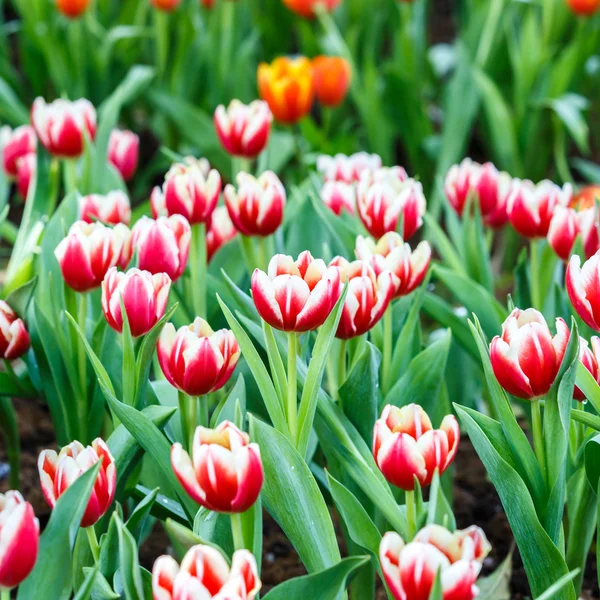 Fleurs de tulipes dans le jardin — Photo