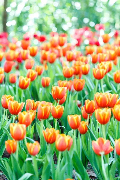 Flores de tulipán en el jardín — Foto de Stock