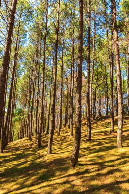 Çam ormanı ile gündoğumu