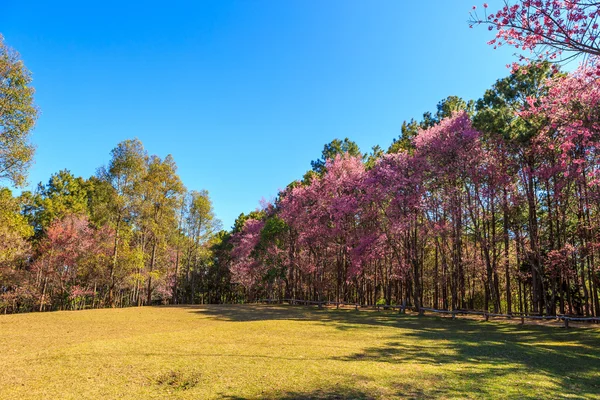 Wilde Himalaya-Kirsche Frühlingsblüte — Stockfoto