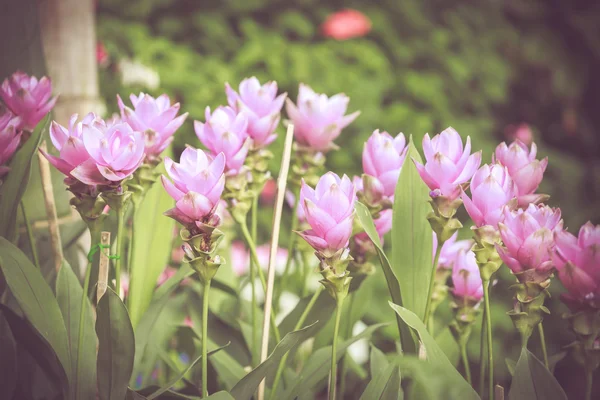 Cercuma alismatifolia Gagnep i vintage retro färgton — Stockfoto