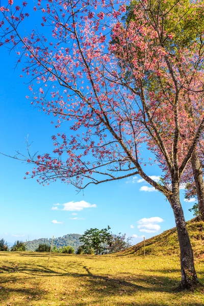 Flor selvagem da primavera da cereja do Himalaia — Fotografia de Stock