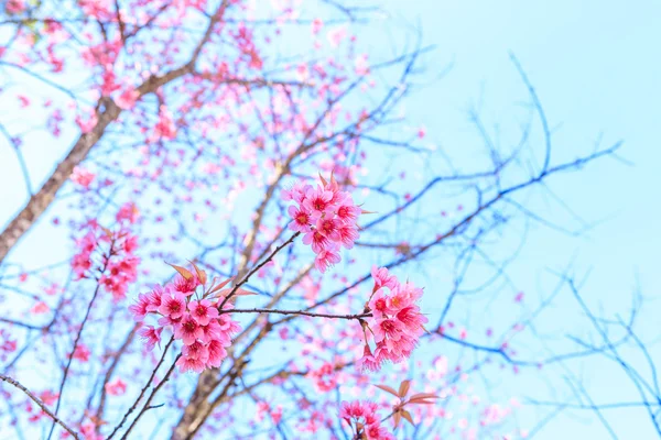 Flor selvagem da primavera da cereja do Himalaia — Fotografia de Stock