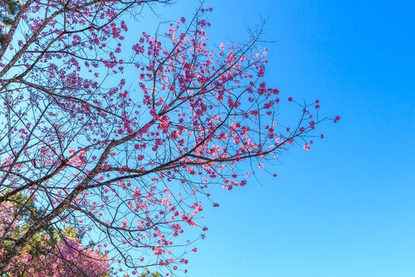 Flor de primavera de cerezo del Himalaya salvaje — Foto de Stock