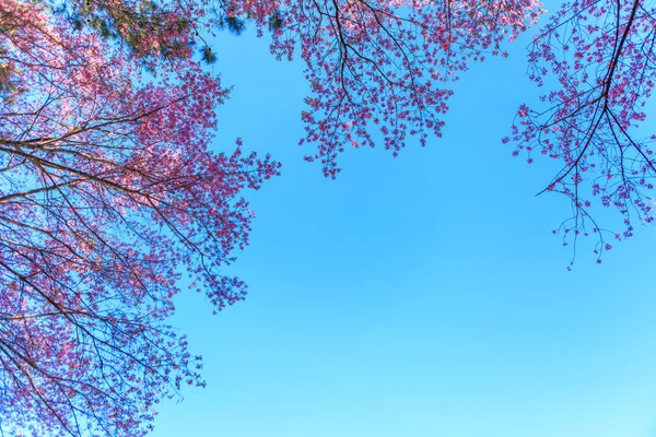 Flor selvagem da primavera da cereja do Himalaia — Fotografia de Stock