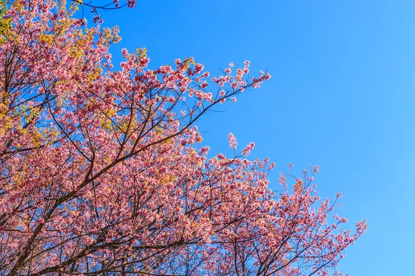 Flor selvagem da primavera da cereja do Himalaia — Fotografia de Stock