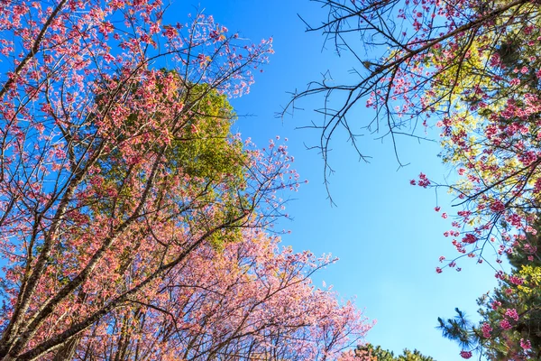Flor selvagem da primavera da cereja do Himalaia — Fotografia de Stock