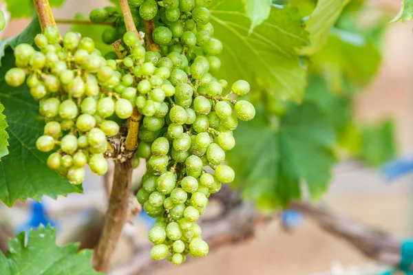 Ramo uvas jovens na vinha na vinha — Fotografia de Stock