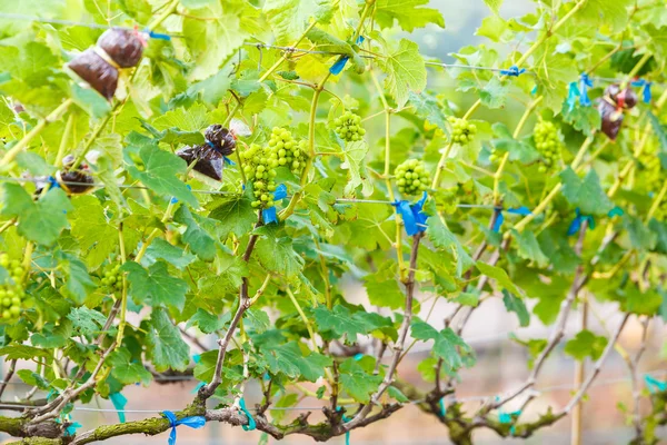 Branch young grapes on vine in vineyard — Stock Photo, Image