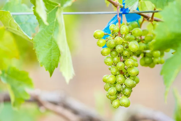 Oddziału młodych winogron na winorośli w winnicy — Zdjęcie stockowe