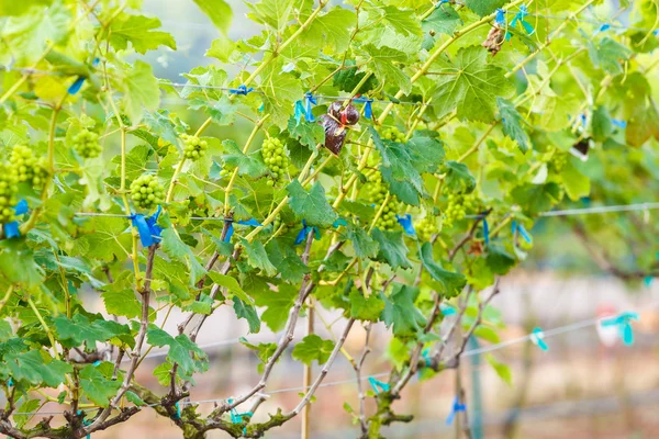 Ветви молодого винограда на винограднике — стоковое фото