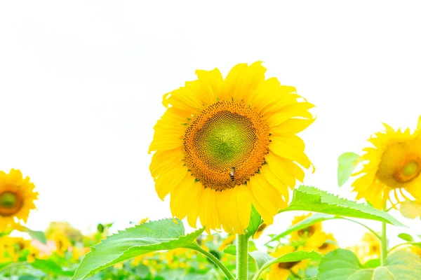 Słonecznik roślin białe tło — Zdjęcie stockowe