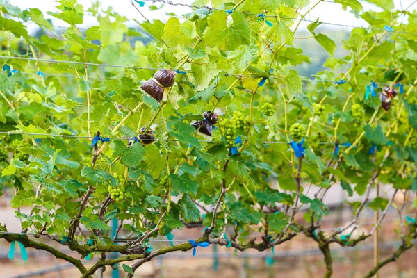 Ramo de uvas jóvenes en vid en viñedo — Foto de Stock