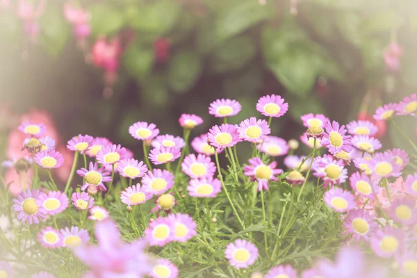 Colorful little flower blossom in garden with vintage retro tone — Stock Photo, Image