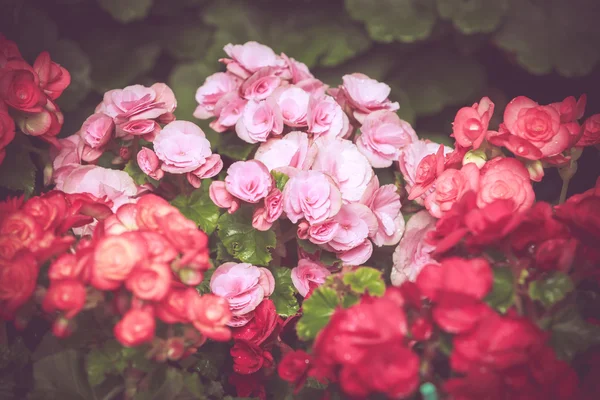Flor colorida pequeña flor en el jardín con el tono retro vintage — Foto de Stock