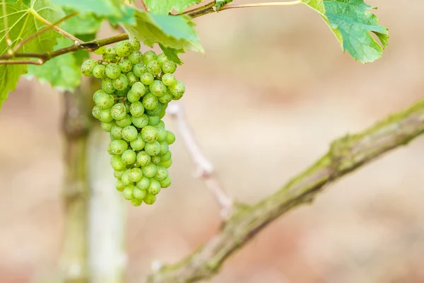 Branche jeunes raisins sur vigne dans le vignoble — Photo