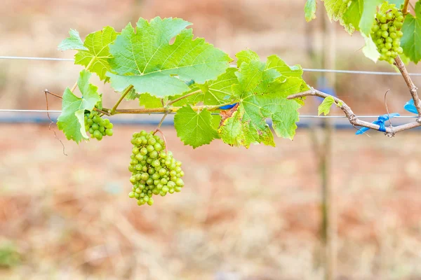 Branche jeunes raisins sur vigne dans le vignoble — Photo