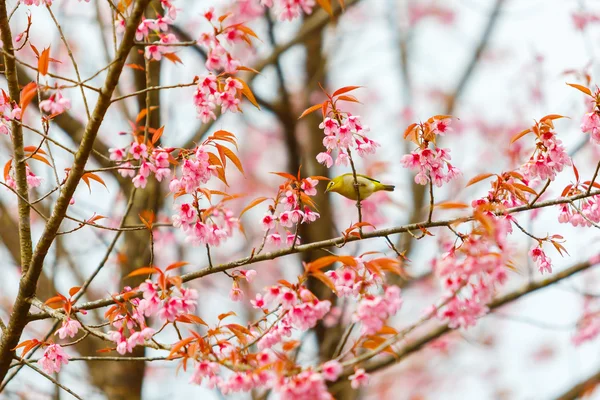 Uccello su fiori di ciliegio e sakura — Foto Stock