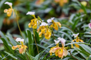 Paphiopedilum orchid flower