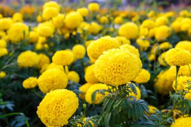 Bahçedeki kadife çiçeği