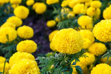 Bahçedeki kadife çiçeği