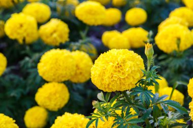 Bahçedeki kadife çiçeği