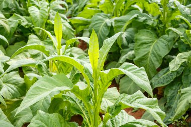 Tütün bitki kırsal Tayland tarihinde