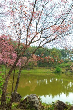 vahşi Himalaya kiraz bahar çiçeği 