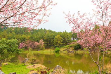 vahşi Himalaya kiraz bahar çiçeği 