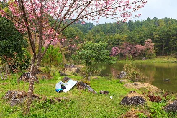 Schilder kunstenaar schilderkunst wild Himalaya Cherry voorjaar blossom — Stockfoto