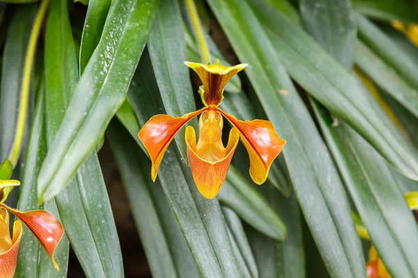 Paphiopedilum orchidej květina — Stock fotografie