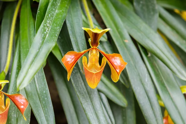 Paphiopedilum ορχιδέα λουλούδι — Φωτογραφία Αρχείου