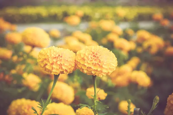 Marigold flower in garden on vintage retro color tone — Stock Photo, Image