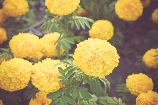 Marigold flower in garden on vintage retro color tone — Stock Photo, Image