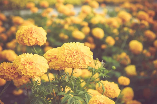 Marigold flower in garden on vintage retro color tone — Stock Photo, Image