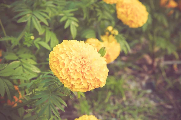 Marigold flower in garden on vintage retro color tone — Stock Photo, Image