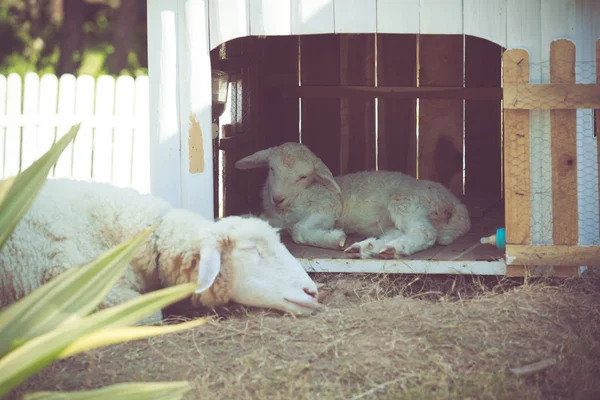 Jonge schapen met moeder — Stockfoto