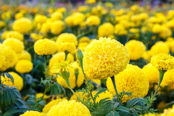 Marigold flower in garden — Stock Photo, Image