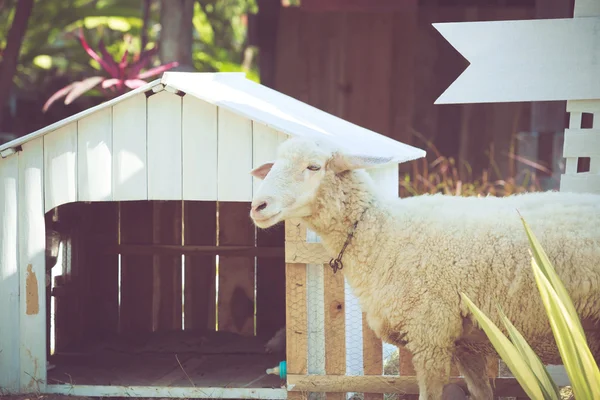 Witte schapen met kleine huis — Stockfoto