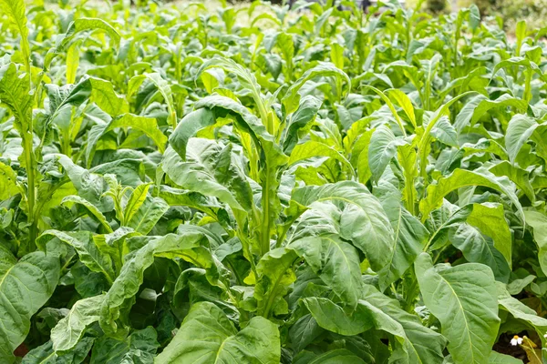 Tobacco plant on countryside of thailand — Stock Photo, Image