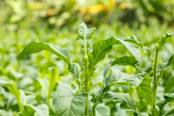 Odrůdy tabáku na venkově Thajska — Stock fotografie