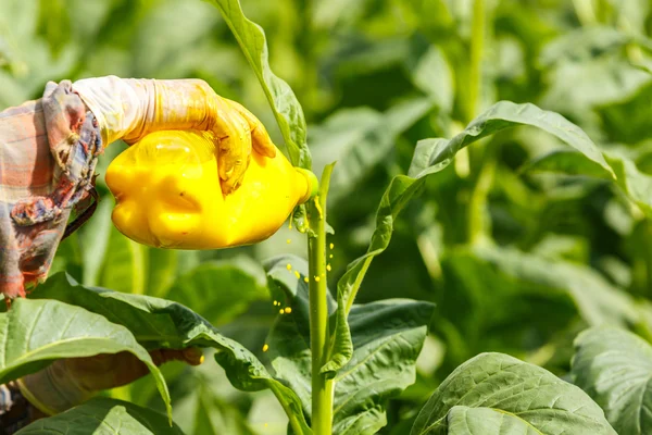 Donna tailandese mettere insetticida e fertilizzante in pianta di tabacco — Foto Stock