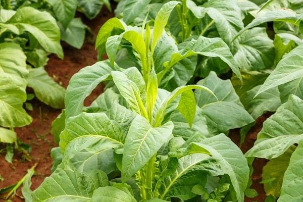 Tobacco plant on countryside of thailand — Stock Photo, Image