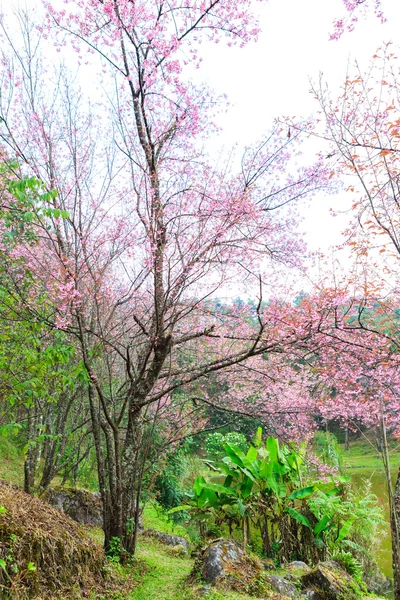 Flor selvagem da primavera da cereja do Himalaia — Fotografia de Stock